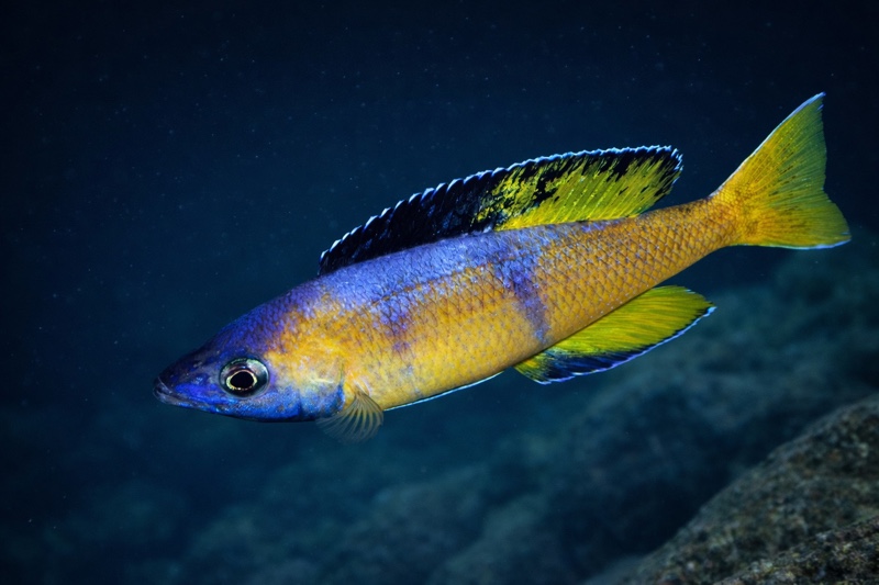 Cyprichromis sp. 'brilliant jumbo' (Speckleback Moba)